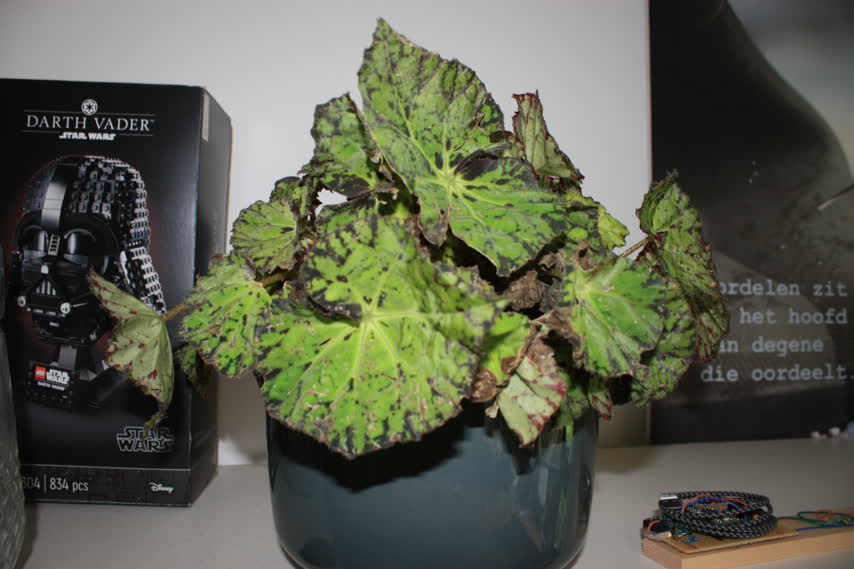 Rex Begonia