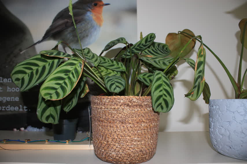 Prayer Plant